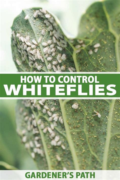 how to identify whiteflies.